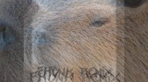 Capybara phonk remix | С текстом #2