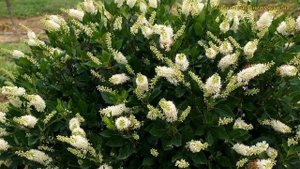 Клетра ольхолистная Хаммингбёд. Краткий обзор, описание характеристик clethra alnifolia Hummingbird