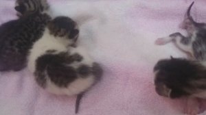 Наша кошка Алина ?и её три маленьких котёнка ???Видео для детей. Домашнии питомцы ??????