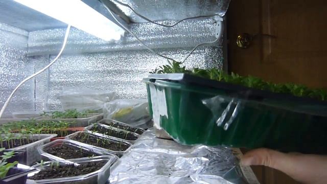 торф или вермикулит, результат укоренения черенков. смотреть онлайн