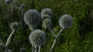 Мордовник. Травосбор июль 2017