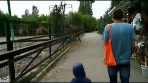 Часть 3.  Зоопарк "Тайган". Сафари - парк. "Тайган". 13.05.18. Кормим медведя. Зоопарк "Тайган"