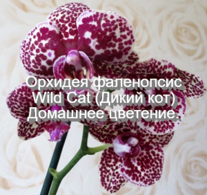 Орхидея фаленопсис Wild Cat (Дикий кот). Домашнее цветение.