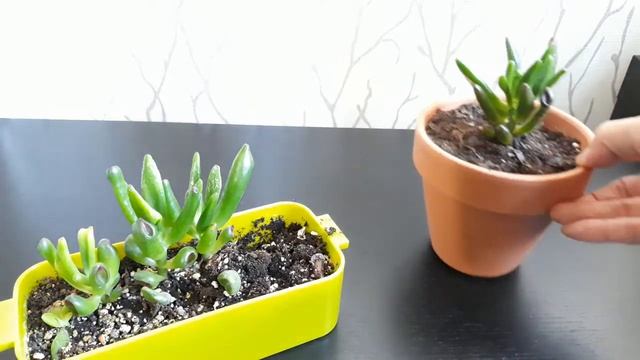 [Step #3] How to Easy Propagate and grow and repotting "Crassula Ovata Gollum!" смотреть онлайн