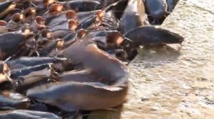 Кормление сомиков/fish feeding