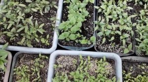 новые алоэ, рассаживаем местоклему. пикируем перец уход за рассадой.