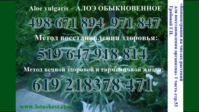Концентрация на числах растений. Алое обыкновенное.