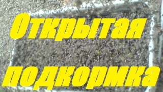 Подкормка пчел в зиму.Открытый способ подкормки пчёл осенью.