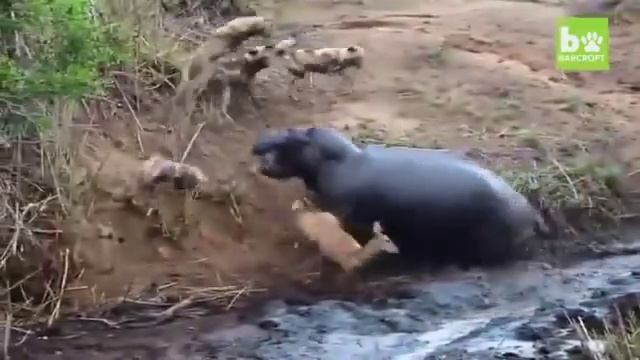 Бегемот спасает антилопу смотреть онлайн