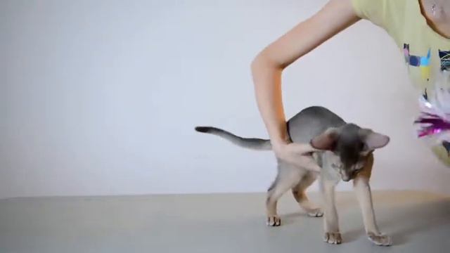 ABYLOVE*UA Peach смотреть онлайн