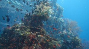Amed Diving: Lively Color Magic