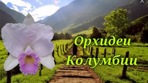 Орхидеи Колумбии.