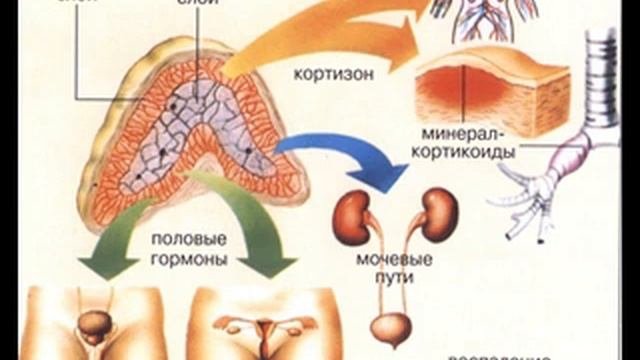 Надпочечники и полнота