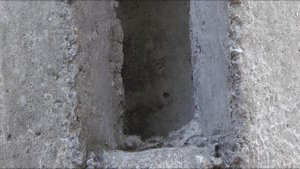 Синица устроила гнездо в столбе