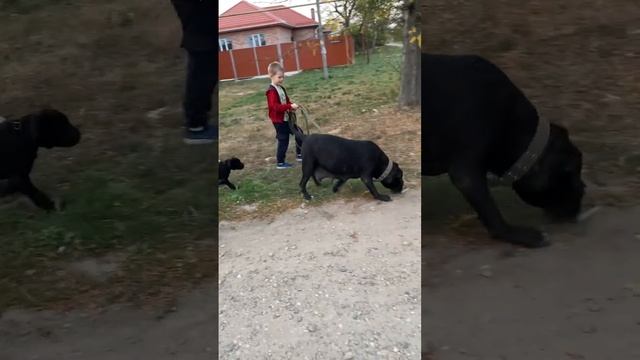 Щенок Кане-Корсо впервые на прогулке еще и на поводке?.Хорошо хоть мама рядом? #канекорсо #щенок