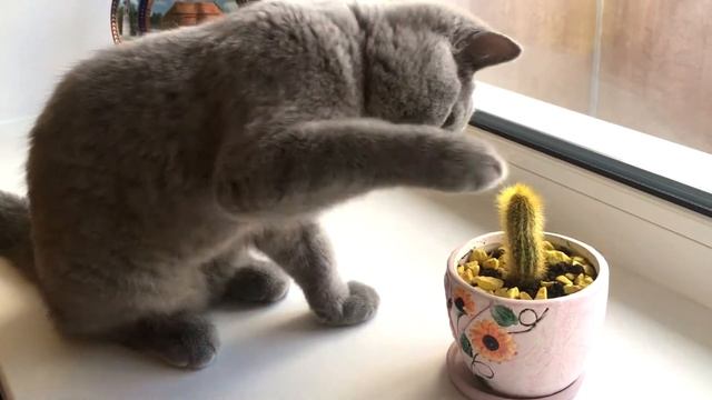 Британский котенок исследует кактус смотреть онлайн