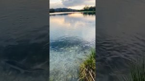 Осётр ходит парой, нерестится. Нерест осетра