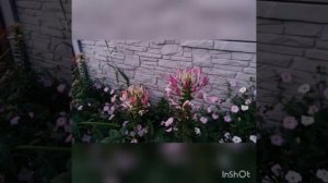 КЛЕОМА - ЦВЕТОК " БРЫЗГИ ШАМПАНСКОГО "