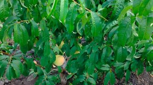 Плодоношения персика 🍑 выращенного из косточек