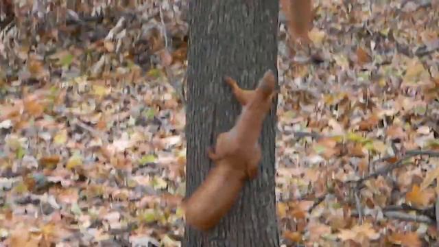 Игры белок.MOV смотреть онлайн