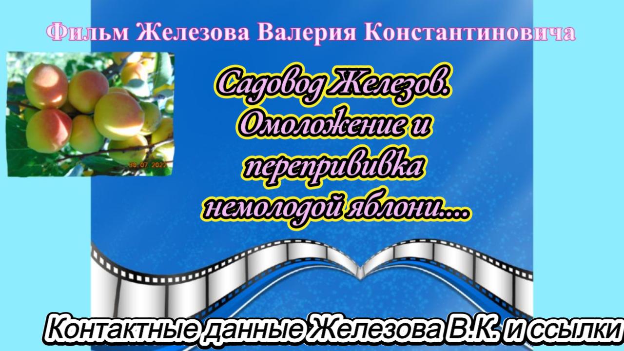 Садовод Железов. Омоложение и перепрививка немолодой яблони.