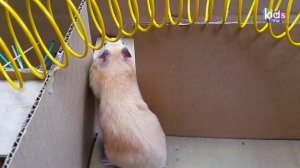 Лабиринт летучих мышей! Притятствия для хомяков с ловушками