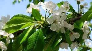 Звуки деревни, Звуки села, живые звуки природы. Слушать. Sounds of the village, live sounds