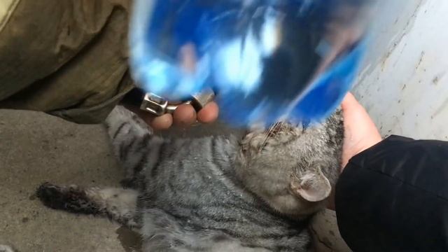 Пожарные откачали кота, найденного после тушения пожара в жилом доме. смотреть онлайн