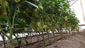 сладкий перец Ведрана & балгар калампир. (ведрана) 2021 г.