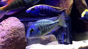 Lake Malawi | African Cichlid Tank | How to Deal With Territorial Aggression