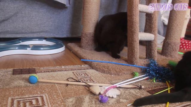 Что выберет Кошка??? / Кошачьи игры / Британская кошка