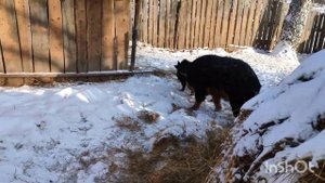 Мангалица зимой!