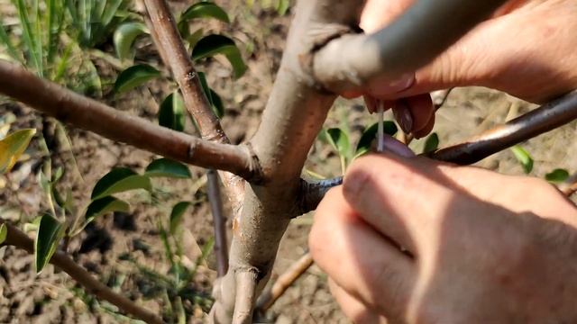 Летняя прививка взрослого дерева груши