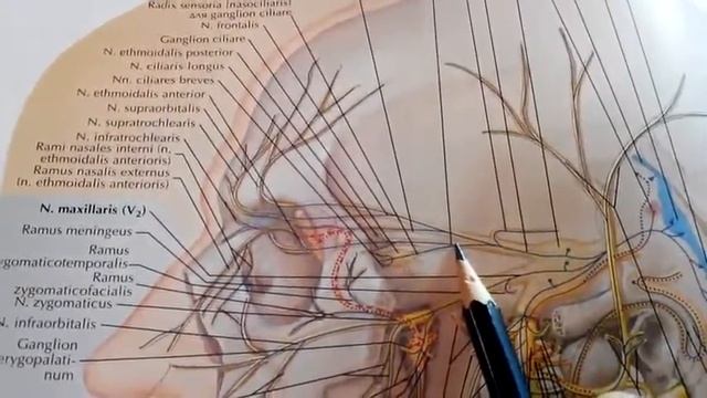 4 29 Тройничный, 5 пара, 1 ветвь смотреть онлайн