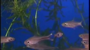 Маленькие аквариумные рыбки