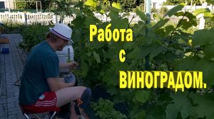 Работа с виноградом.