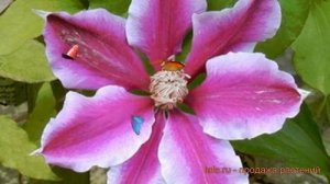 Клематис крупноцветковый Карнаби (clematis carnaby) ? обзор: как сажать, саженцы клематиса Карнаби