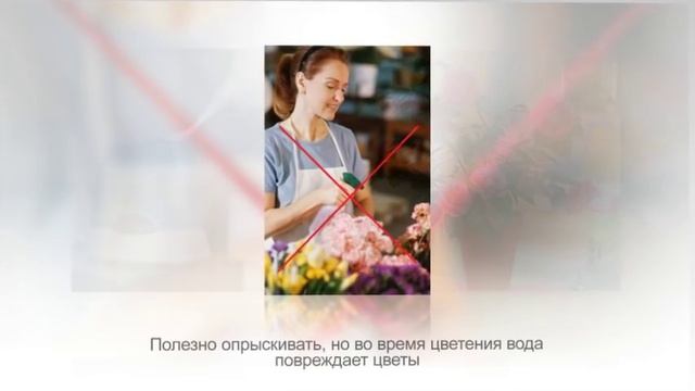 КАМЕЛИЯ. Советы по уходу в домашних условиях смотреть онлайн