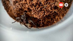 Паук-волк Alopecosa cuneata ловит и ест таракана #wolf-spider