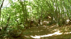 кричат косули