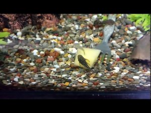 Кормление анциструсов тыквой