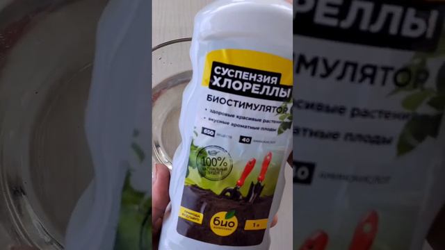 Срочно весной налейте в гортензии ЭТО УДОБРЕНИЕ! Чтобы улучшить рост и  цвет листьев