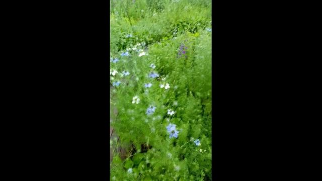 Цветы после дождя смотреть онлайн