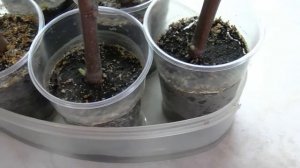 Проращивание и укоренение черенков инжира