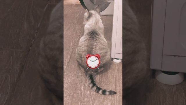 Коточасы⏰?