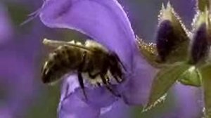 Опыление растений насекомыми1