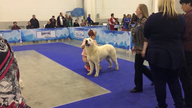 "Евразия-2017" 2 день. САО, кобели-юниоры смотреть онлайн