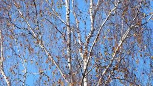 Футаж Берёза и голубое небо. Осенний футаж с берёзой. Пожелтевшие листья березы. Видеофутажи