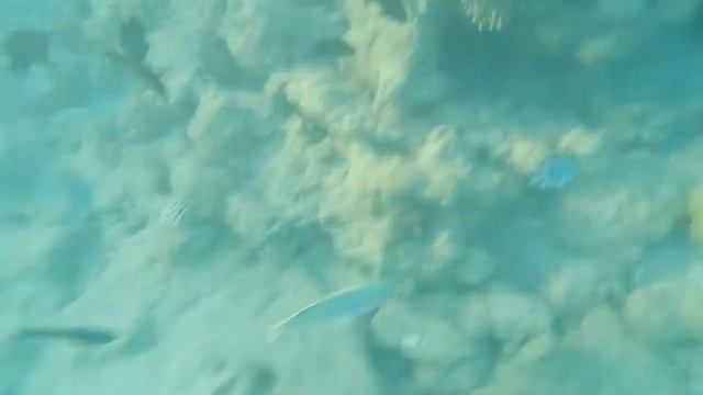 1st underwater video with Canon L820 смотреть онлайн