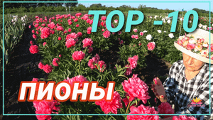 Прекрасные пионы для вашего сада. Часть 3 / Сад Ворошиловой